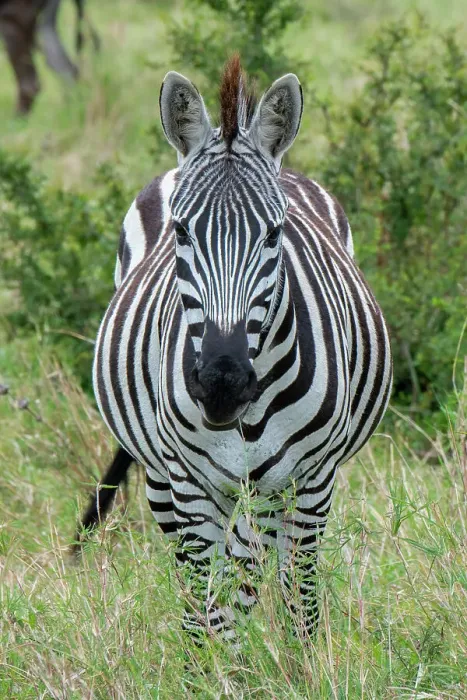Framed Print : Africa, Kenya, Northern Serengeti Plains, Maasai Mara. Plains zebra aka Burchell's zebra Date: 28-10-2020 Framed Print : Africa, Kenya, Northern Serengeti Plains, Maasai Mara. Plains zebra aka Burchell's zebra Date: 28-10-2020