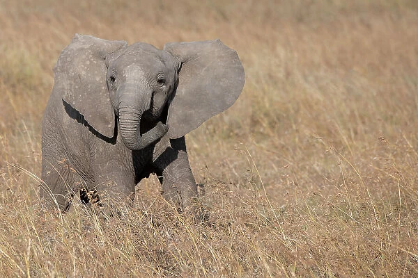 Africa, Kenya, Ol Pejeta Conservancy. Baby African elephant Date: 22-10-2020