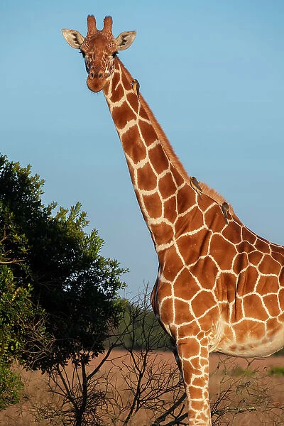 Africa, Kenya, Ol Pejeta Conservancy. Reticulated giraffe with yellow-billed oxpeckers. Endangered species. Date: 23-10-2020
