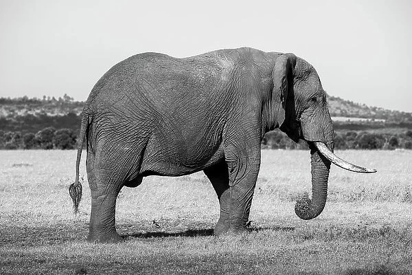 Africa, Kenya, Ol Pejeta Conservancy. Lone bull African elephant Date: 23-10-2020