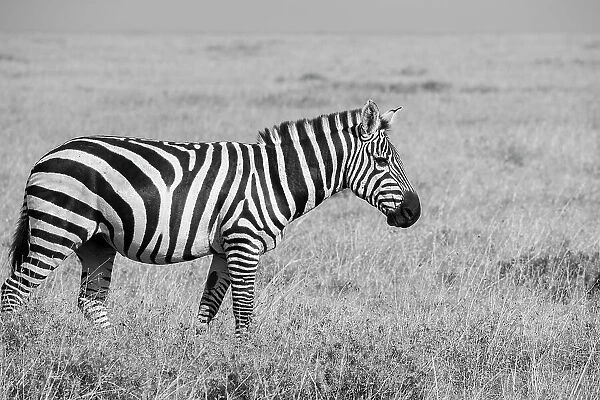 Africa, Kenya, Ol Pejeta Conservancy. Bruchell's zebra (Equus burchellii) in grassland habitat, Date: 23-10-2020