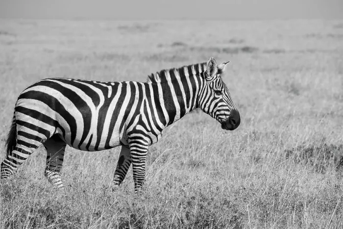 Framed Print : Africa, Kenya, Ol Pejeta Conservancy. Bruchell's zebra (Equus burchellii) in grassland habitat, Date: 23-10-2020 Framed Print : Africa, Kenya, Ol Pejeta Conservancy. Bruchell's zebra (Equus burchellii) in grassland habitat, Date: 23-10-2020