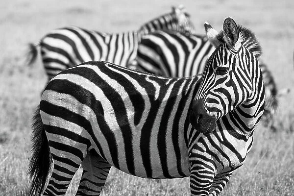 Africa, Kenya, Ol Pejeta Conservancy. Bruchell's zebra (Equus burchellii) in grassland habitat. Date: 23-10-2020