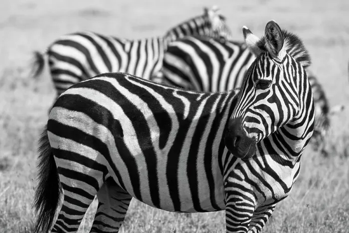 Framed Print : Africa, Kenya, Ol Pejeta Conservancy. Bruchell's zebra (Equus burchellii) in grassland habitat. Date: 23-10-2020 Framed Print : Africa, Kenya, Ol Pejeta Conservancy. Bruchell's zebra (Equus burchellii) in grassland habitat. Date: 23-10-2020
