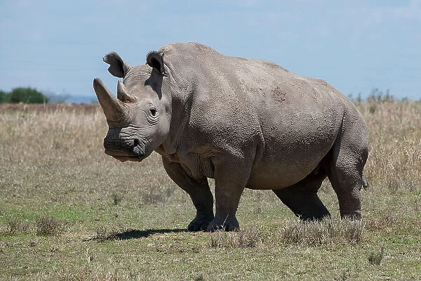 Africa, Kenya, Ol Pejeta Conservancy, one of the last 2 critically endangered Northern white rhinos. Date: 23-10-2020