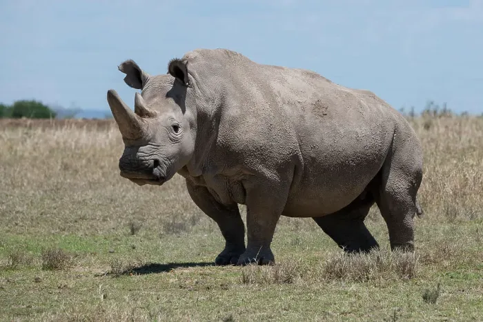 Framed Print : Africa, Kenya, Ol Pejeta Conservancy, one of the last 2 critically endangered Northern white rhinos. Date: 23-10-2020 Framed Print : Africa, Kenya, Ol Pejeta Conservancy, one of the last 2 critically endangered Northern white rhinos. Date: 23-10-2020