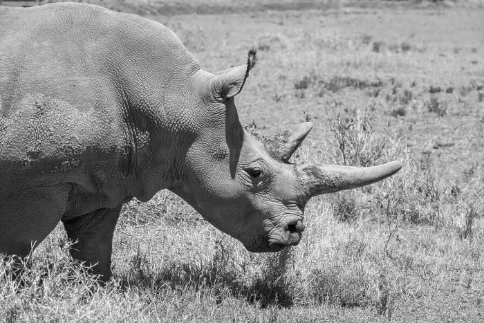 Framed Print : Africa, Kenya. Ol Pejeta Conservancy, one of last 2 critically endangered Northern white rhinos. Date: 23-10-2020