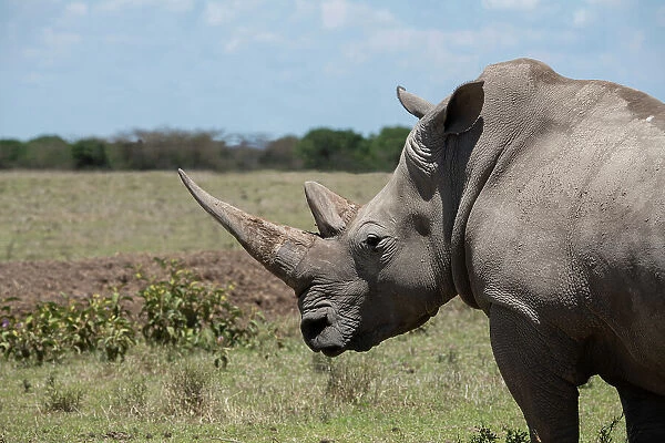 Africa, Kenya, Ol Pejeta Conservancy. One the last 2 critically endangered Northern white rhinos. Date: 23-10-2020