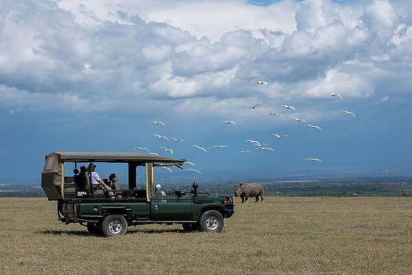 Africa, Kenya, Ol Pejeta Conservancy. Safari jeep with Southern white rhinoceros (Ceratotherium simum simum). (Editorial Use Only) Date: 23-10-2020
