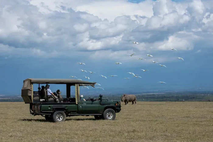 Framed Print : Africa, Kenya, Ol Pejeta Conservancy. Safari jeep with Southern white rhinoceros (Ceratotherium simum simum). (Editorial Use Only) Date: 23-10-2020 Framed Print : Africa, Kenya, Ol Pejeta Conservancy. Safari jeep with Southern white rhinoceros (Ceratotherium simum simum). (Editorial Use Only) Date: 23-10-2020