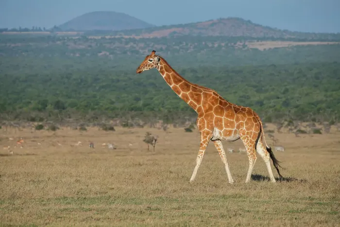 Framed Print : Africa, Kenya, Ol Pejeta Conservancy. Reticulated giraffe Endangered species. Date: 24-10-2020 Framed Print : Africa, Kenya, Ol Pejeta Conservancy. Reticulated giraffe Endangered species. Date: 24-10-2020