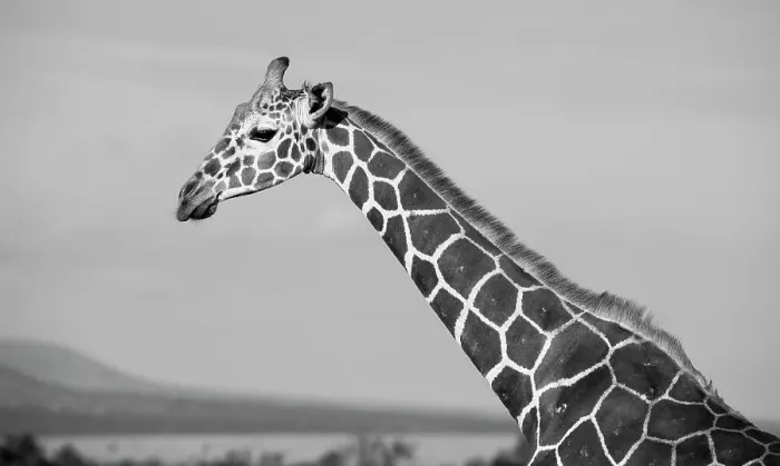 Framed Print : Africa, Kenya, Ol Pejeta Conservancy. Reticulated giraffe Endangered species. Date: 24-10-2020 Framed Print : Africa, Kenya, Ol Pejeta Conservancy. Reticulated giraffe Endangered species. Date: 24-10-2020
