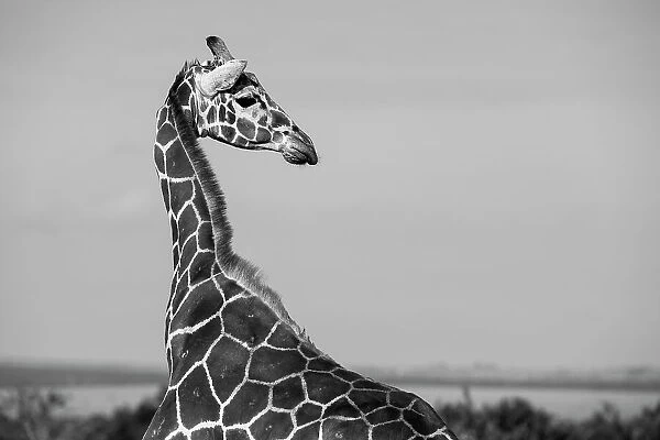 Africa, Kenya, Ol Pejeta Conservancy. Reticulated giraffe Endangered species. Date: 24-10-2020