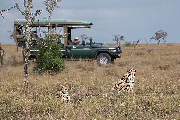 Africa, Kenya, Ol Pejeta Conservancy. Safari jeep with male cheetahs, endangered species. (Editorial Use Only) Date: 24-10-2020