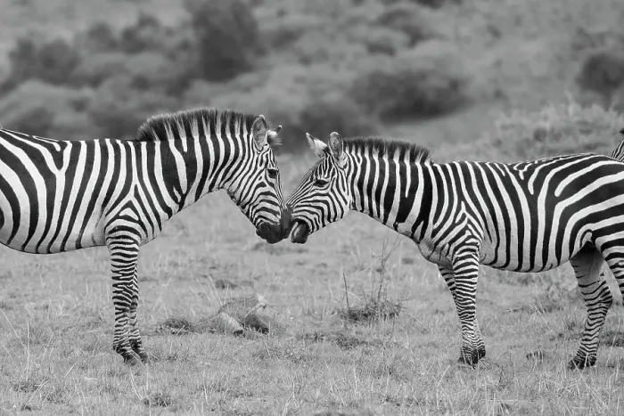Framed Print : Africa, Kenya, Serengeti, Maasai Mara. Plains zebra aka common or Burchell's zebra Date: 27-10-2020