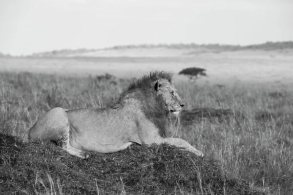 Africa, Kenya, Serengeti, Maasai Mara. Young male lion in typical Serengeti plains habitat. Date: 29-10-2020