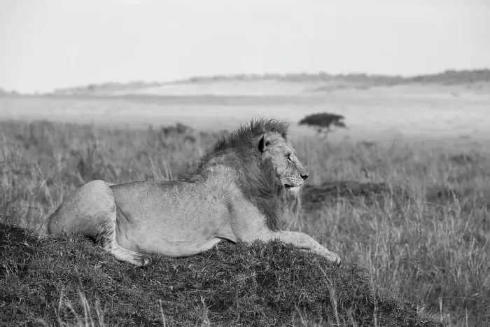 Framed Print : Africa, Kenya, Serengeti, Maasai Mara. Young male lion in typical Serengeti plains habitat. Date: 29-10-2020 Framed Print : Africa, Kenya, Serengeti, Maasai Mara. Young male lion in typical Serengeti plains habitat. Date: 29-10-2020