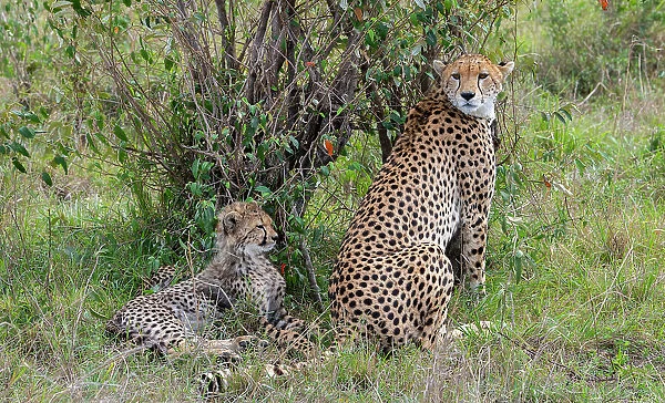 Africa, Kenya, Serengeti, Maasai Mara. Female cheetah with cubs, endangered species. Date: 29-10-2020