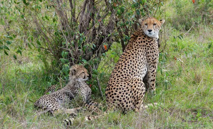Framed Print : Africa, Kenya, Serengeti, Maasai Mara. Female cheetah with cubs, endangered species. Date: 29-10-2020 Framed Print : Africa, Kenya, Serengeti, Maasai Mara. Female cheetah with cubs, endangered species. Date: 29-10-2020