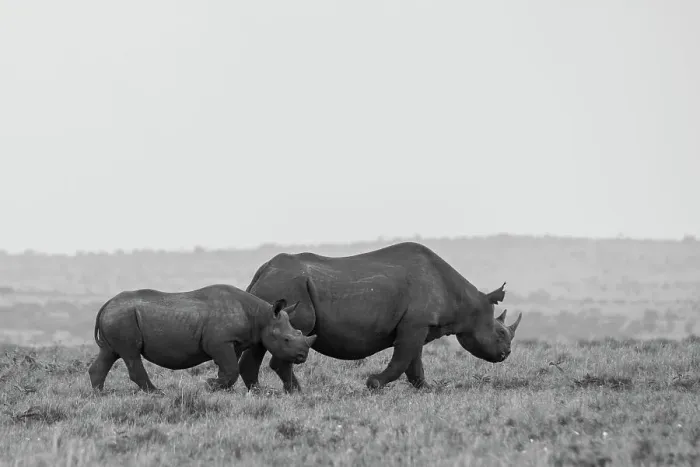 Framed Print : Africa, Kenya, Serengeti, Maasai Mara. Black rhinoceros, Critically endangered. Date: 29-10-2020 Framed Print : Africa, Kenya, Serengeti, Maasai Mara. Black rhinoceros, Critically endangered. Date: 29-10-2020