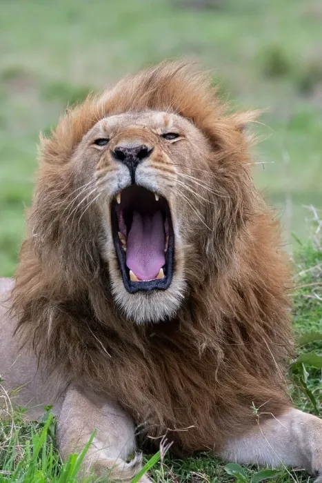 Framed Print : Africa, Kenya, Serengeti Plains, Maasai Mara. Male lion yawning. Date: 26-10-2020 Framed Print : Africa, Kenya, Serengeti Plains, Maasai Mara. Male lion yawning. Date: 26-10-2020