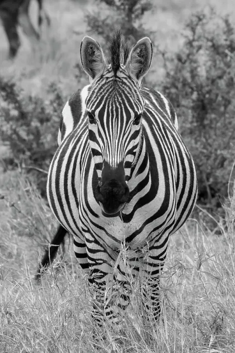 Framed Print : Africa, Kenya, Serengeti Plains, Maasai Mara. Plains zebra aka Burchell's zebra Date: 28-10-2020 Framed Print : Africa, Kenya, Serengeti Plains, Maasai Mara. Plains zebra aka Burchell's zebra Date: 28-10-2020