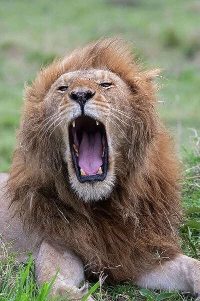 Africa, Kenya, Serengeti Plains, Maasai Mara. Male lion yawning. Date: 26-10-2020