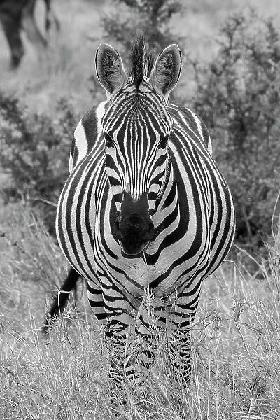 Africa, Kenya, Serengeti Plains, Maasai Mara. Plains zebra aka Burchell's zebra Date: 28-10-2020