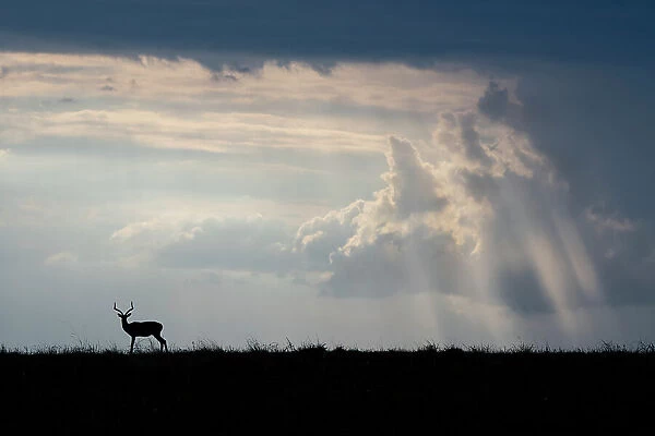Africa, Kenya, Serengeti Plains, Maasai Mara. Impala, silhouette with storm clouds. Date: 28-10-2020