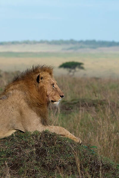 Africa, Kenya, Serengeti Plains, Maasai Mara. Young male lion in typical Serengeti habitat. Date: 29-10-2020