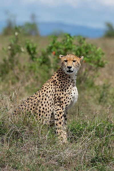 Africa, Kenya, Serengeti Plains, Maasai Mara. Female cheetah, endangered species. Date: 29-10-2020