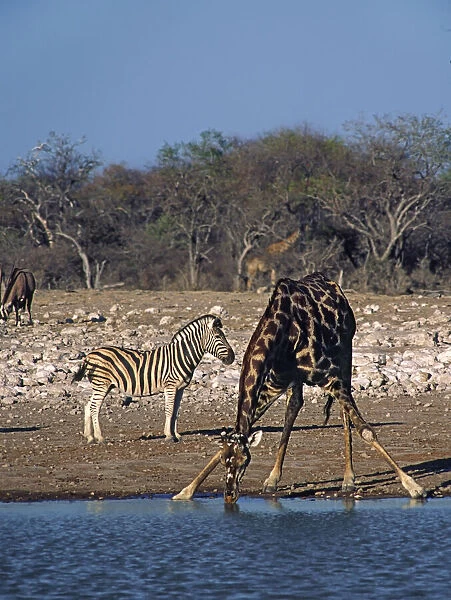 Africa, Namibia, Etosha National Park. Angolan