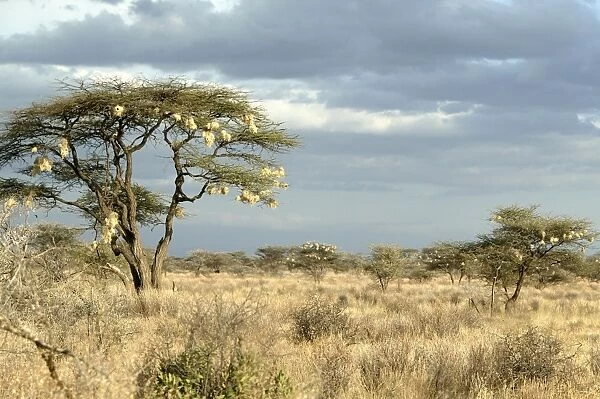 Africa - savannah in Samburu National Park - Kenya