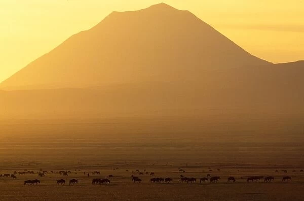 Africa - sunrise over Ol Doinyo Lengai Volcano sacred to Maasai, with wildebeeste in forground. Rift valley Ngorongoro Conservation area, Tanzania, Africa