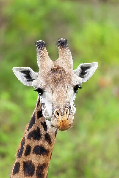 Africa, Tanzania. A head shot of a Masai giraffe. Date: 11-08-2005