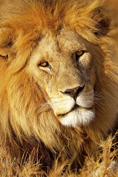 Africa, Tanzania. Headshot of a male lion. Date: 08-09-2010
