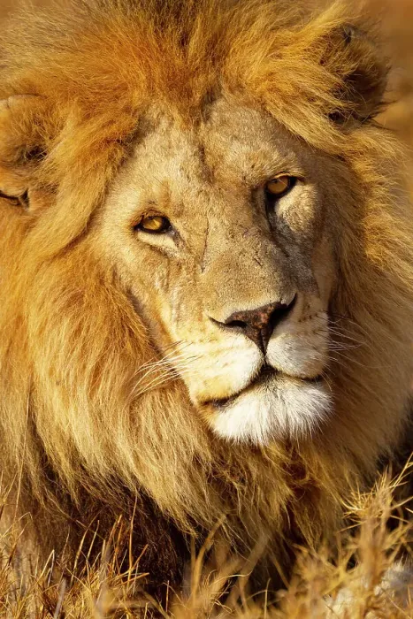 Framed Print : Africa, Tanzania. Headshot of a male lion. Date: 08-09-2010 Framed Print : Africa, Tanzania. Headshot of a male lion. Date: 08-09-2010