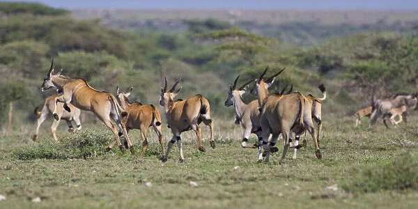 Africa. Tanzania. Herd of Elands at Ndutu