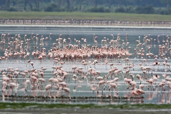 Africa. Tanzania. Lesser Flamingo flock