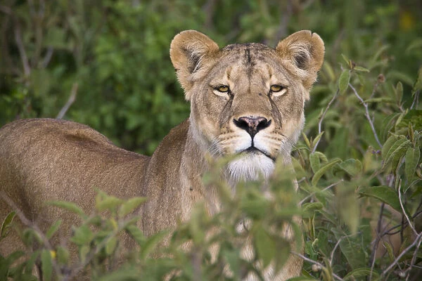 Africa. Tanzania. Lioness in Ngorongoro