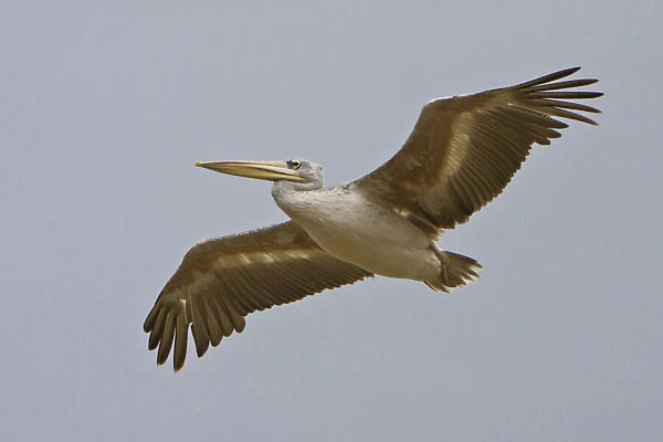 Africa. Tanzania. Pink-backed Pelican flying