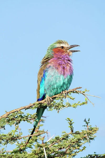 Africa, Tanzania. Portrait of a lilac-breasted roller. Date: 04-02-2009