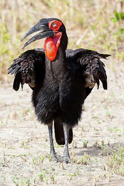 Africa, Tanzania. Portrait of a southern ground hornbill adult. Date: 30-01-2009