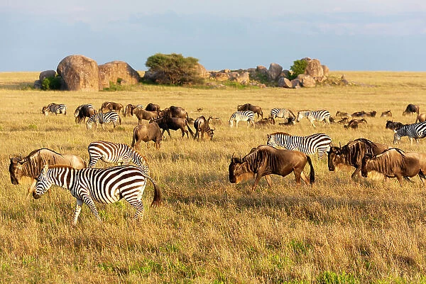 Africa, Tanzania, The Serengeti. Herd animals graze together on the plains with kopjes in the distance. Date: 07-02-2009