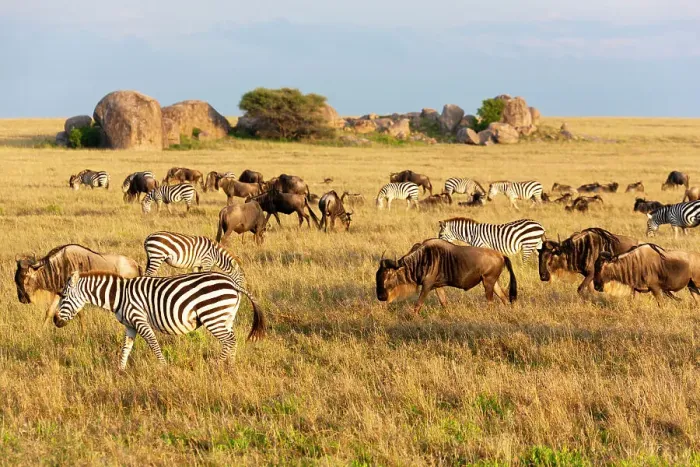 Framed Print : Africa, Tanzania, The Serengeti. Herd animals graze together on the plains with kopjes in the distance. Date: 07-02-2009 Framed Print : Africa, Tanzania, The Serengeti. Herd animals graze together on the plains with kopjes in the distance. Date: 07-02-2009