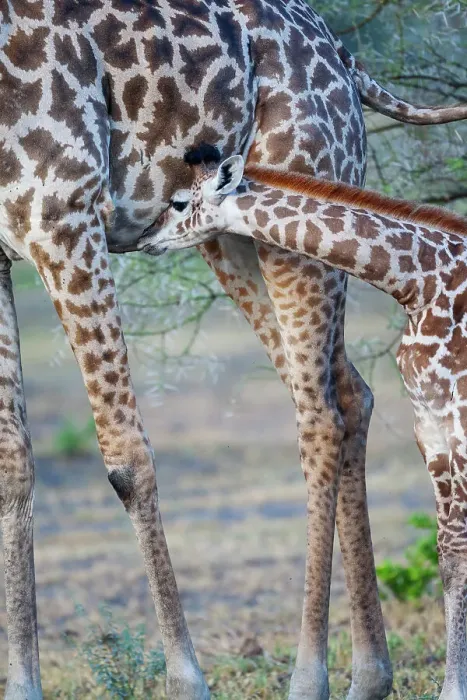 Framed Print : Africa, Tanzania. A young giraffe suckles. Date: 28-01-2009 Framed Print : Africa, Tanzania. A young giraffe suckles. Date: 28-01-2009