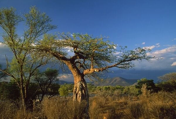 Africa - trees & scrub Ruaha National Park, Tanzania, Africa