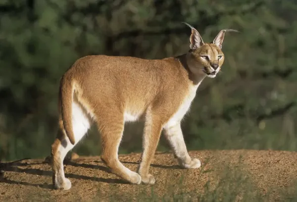 Caracal African Cat African/Asian Caracal Print JD-17178, Art Prints