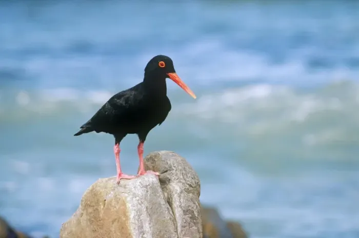 Framed Print : African Black Oystercatcher Framed Print : African Black Oystercatcher
