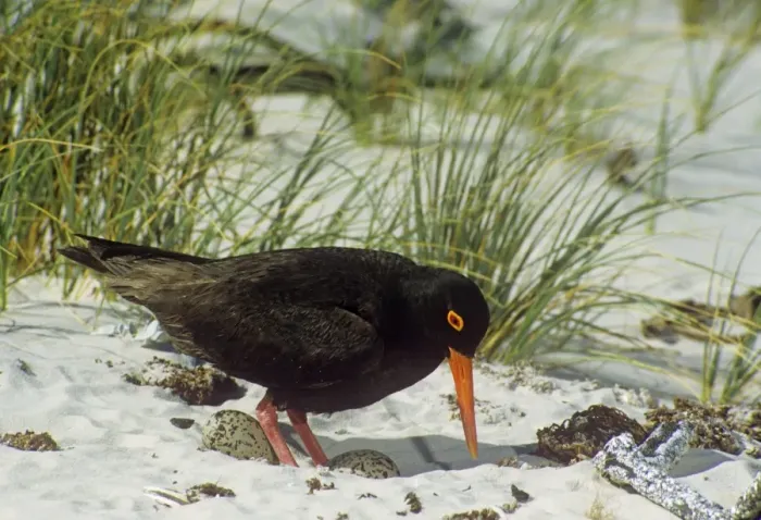 Framed Print : African Black Oystercatcher Framed Print : African Black Oystercatcher